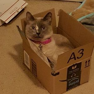 Meet your Posher, Ann